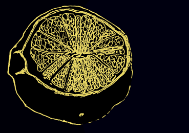 drawing of lemon